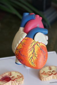 doctors model of a orange heart decor